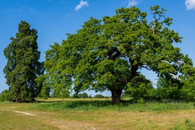 Görkemli yaşlı meşe ağacı mavi bir gökyüzünün altındaki yeşil bir çayırda tek başına duruyor. Güneşli bir yaz gününde eski bir ağacı ve kırsal bir yolu olan güzel bir kırsal alan..