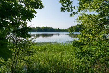 Bereketli yeşil ağaçlar ve yazın uzun kamışların çerçevelediği huzurlu göl manzarası. Durgun sularla kaplı doğal sulak arazi ormanın içinden gökyüzünü yansıtıyor.