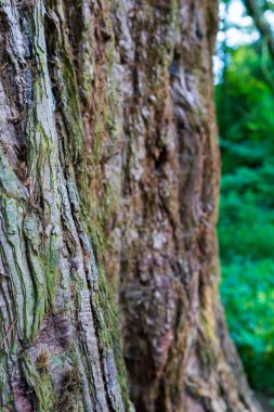 Close-up of weathered tree bark texture with moss and lichen growth. Natural forest detail showing aged wood surface with green foliage background