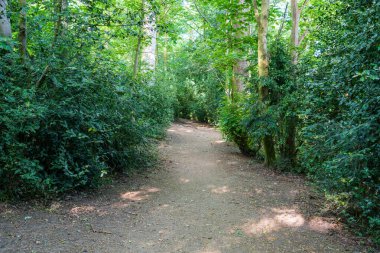 Uzun ağaçlarla dolu sık yeşil bir ormanın içinden geçen doğal bir toprak yol. Bereketli bitki örtüsü ve benekli güneş ışığıyla çevrili huzurlu orman patikası.