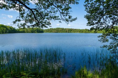 Zümrüt bir orman ve berrak mavi bir su yüzeyi olan güzel bir göl manzarası. Idyllic doğa sahnesi su ve ormanın mükemmel uyumunu gösteriyor.