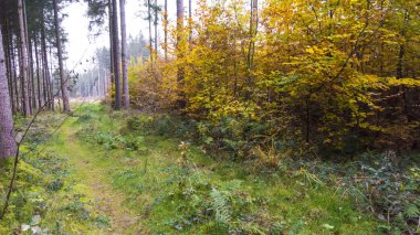 Güzel sonbahar manzara ağaçlar, yeşil ve sarı. Renkli yeşillik ormanın içinde. Düşen yaprakları doğal arka plan