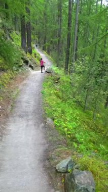 Huzurlu bir sahne, İsviçre 'de sonbahar boyunca yemyeşil yeşillikler ve doğanın sakin güzelliği ile çevrili yemyeşil bir orman yolunda yürüyen bir adamı yakalar.