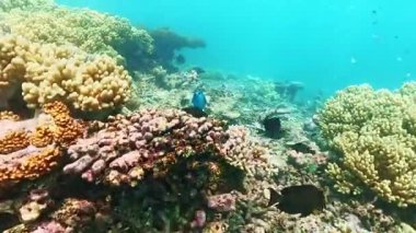 Avustralya 'nın Büyük Set Resifi' ndeki canlı ve çeşitli deniz yaşamının çarpıcı bir görüntüsü, kristal berrak sularda renkli mercan oluşumları ve egzotik balıklar sergiliyor.