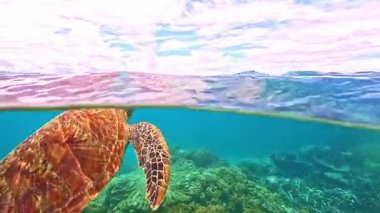 Deniz kaplumbağası, Büyük Set Resifi 'nin canlı mercan resifinin üzerinde zarifçe süzülüyor. Kristal berrak sular, Avustralya, Cairns yakınlarındaki bu su altı cennetinde şaşırtıcı bir deniz manzarası sağlar.