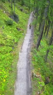 İsviçre 'de manzaralı bir sonbahar yürüyüşünde sakin bir orman yolunda gezinen bir adam görülüyor. Bereketli yeşillik yolu sarar, huzurlu ve huzurlu bir atmosfer yaratır.