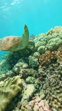 Görkemli bir deniz kaplumbağası, Avustralya 'nın Büyük Set Resifi' nin berrak sularındaki renkli bir mercan resifinin üzerinde zahmetsizce süzülerek zengin deniz biyolojik çeşitliliğini gösteriyor.