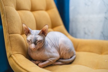 A Sphynx cat, known for its hairless appearance, rests comfortably on a bright yellow chair with eyes closed