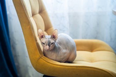 Kılsız bir Sphynx kedisi parlak sarı döşemeli bir sandalyede rahat bir şekilde oturur ve belirgin buruşuk derisi ve büyük kulaklarıyla kameraya bakar..