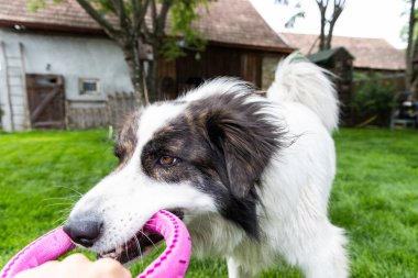 happy white dog playing with owner outdoors