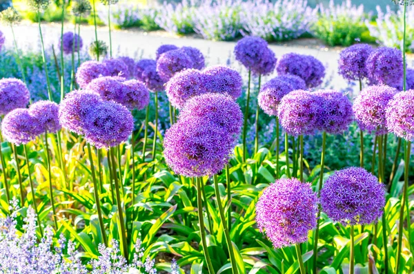 Allium Giganteum Auch Als Riesenzwiebeln Bekannt Kanada — Stockfoto