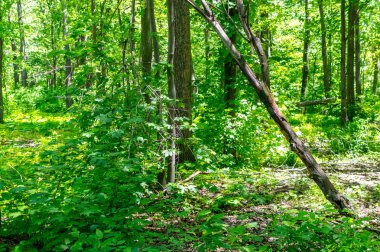 Yeşil ağaçların kamu park Türkiye