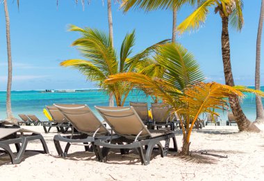 Punta Cana beldesinde palmiye ağaçları arasında sahilde güneş sandalye.