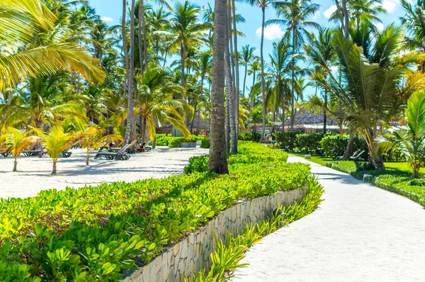Gebouwen Onder Palmbomen Het Vakantieoord Van Punta Cana — Stockfoto