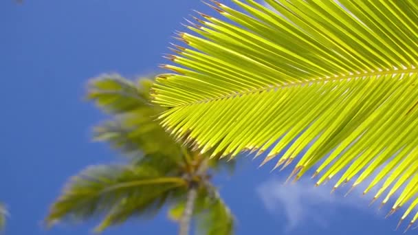 Palmeras Resort Punta Cana — Vídeo de stock