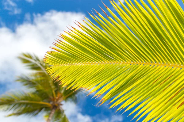 Palmiers Dans Station Punta Cana — Photo