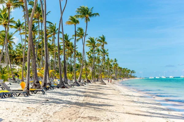 İnsanlar plajda Punta Cana beldesinde palmiye ağaçları arasında sakin ol.