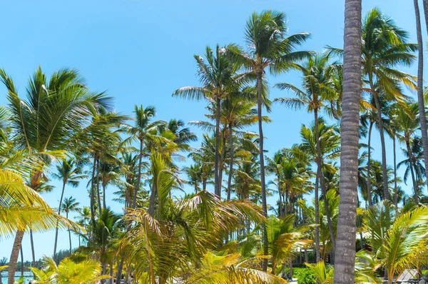 Palmiers Dans Station Punta Cana — Photo
