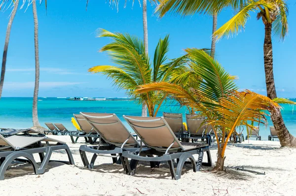 Chaises Longues Sur Plage Parmi Les Palmiers Dans Station Balnéaire — Photo