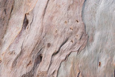 okaliptüs ağacı kabuğu dokusu