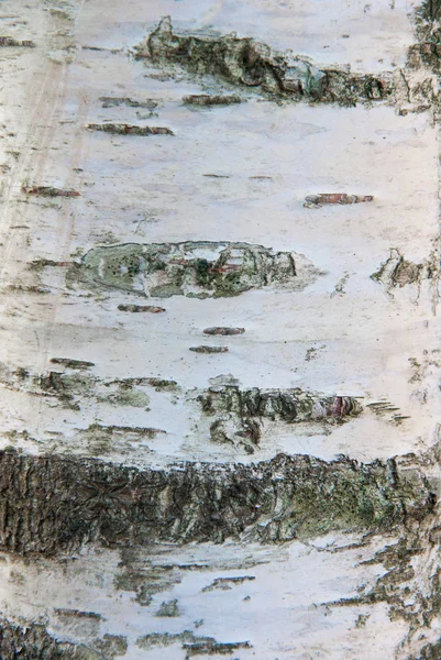 Bétula Árvore Casca Textura — Fotografia de Stock