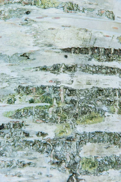 Bétula Árvore Casca Textura — Fotografia de Stock