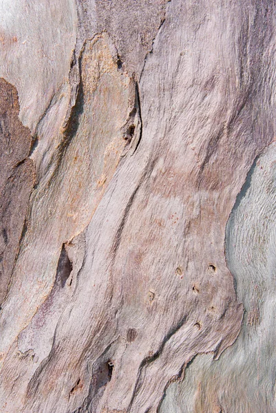Eukaliptusz Fakéreg Szerkezete — Stock Fotó