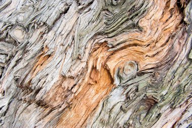 Ağaç kabuğu doku. Ahşap arka plan