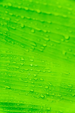 Muz yaprak su ile bırakır. Yeşil arka plan