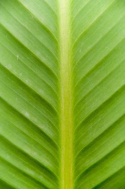 Muz yaprak su ile bırakır. Yeşil arka plan