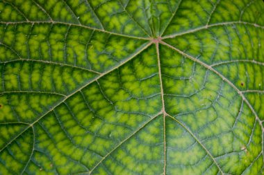 Yaprak yeşil doku detay vur. Yeşil arka plan