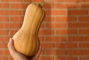 Elinde bir balkabağı, bayram hediyesi olarak. Kutlama kartları, Cadılar Bayramı kutlamaları için kullanılabilir. Duvarda metin için bir yer var.