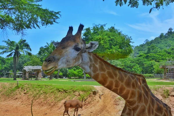 Zürafa Safari Park akşam yemeği için dışarı çıktı