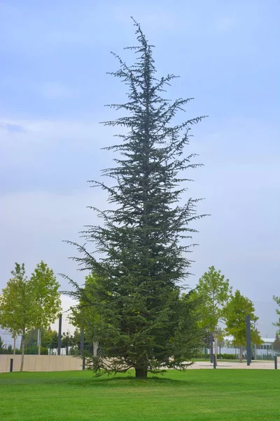 Park çam Park Noel ağacı yetişir