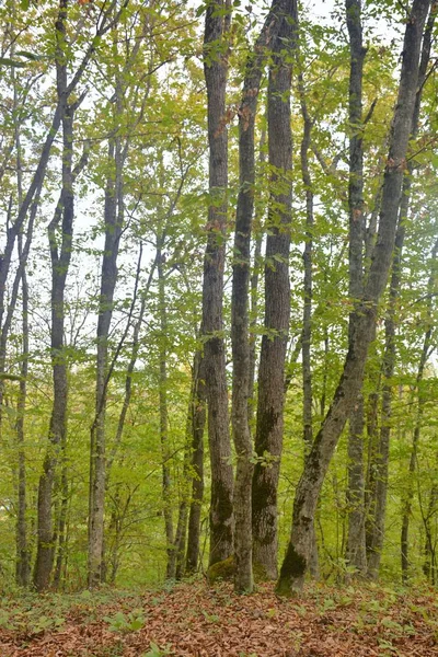 orman orman orman orman krest orman orman orman