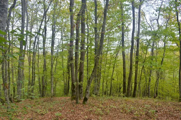 orman orman orman orman krest orman orman orman