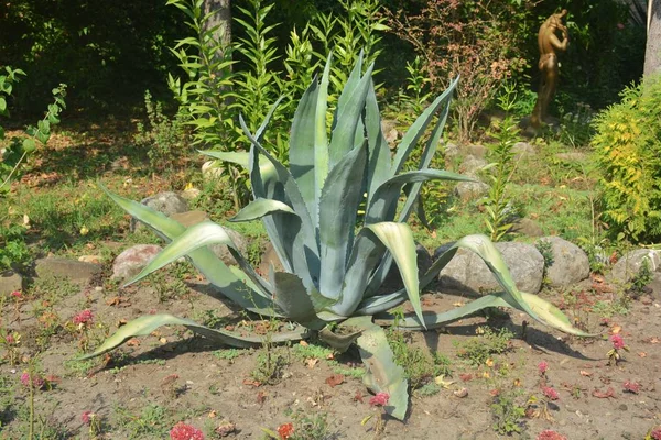 aloe aloe aloe aloe aloe aloe aloe aloe 