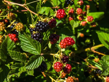 Çalının üzerinde olgun kırmızı frenk üzümü