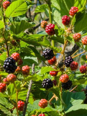Ormanın bir dalında kırmızı böğürtlen