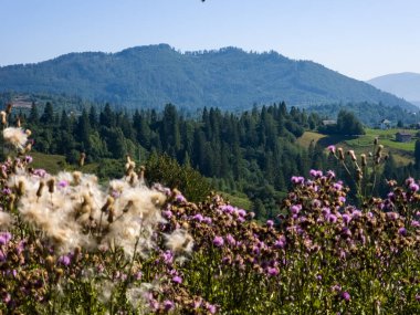 Dağlardaki güzel yaz manzarası, Karpatlar, Ukrayna