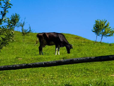 Kırsalda yeşil bir alanda otlayan tanınmayan bir atın güzel bir fotoğrafı.