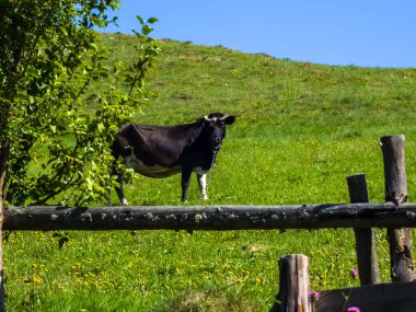 Çayırda otlayan İnekler