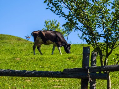 Yeşil çimlerde inekler