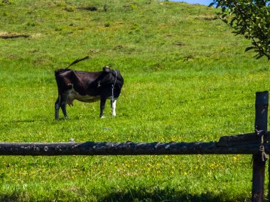 İspanya siyah boğa