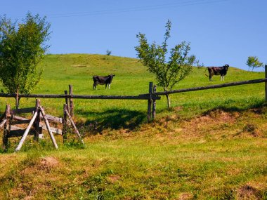 Yeşil çimlerin üzerinde bir inek sürüsü