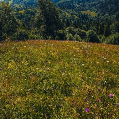 Yeşil çimenlerin ve dağ sırasının yaz manzarası