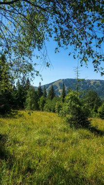 Slovakya dağlarındaki yeşil ağaçlar ve ormanlar