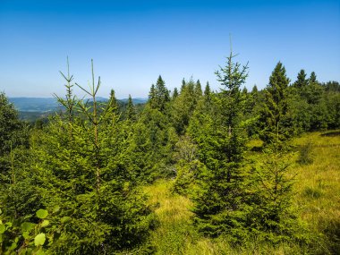 Ormanın güzel manzarası