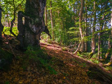 Dağlarda güzel bir orman manzarası