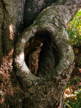 Büyük bir ağaç gövdesinin yakın plan çekimi.